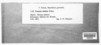 Puccinia holcina image